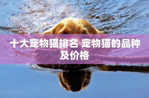 十大寵物貓排名 寵物貓的品種及價格