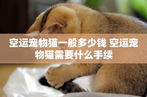 空運寵物貓一般多少錢 空運寵物貓需要什么手續