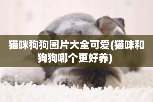 貓咪狗狗圖片大全可愛(貓咪和狗狗哪個更好養) 