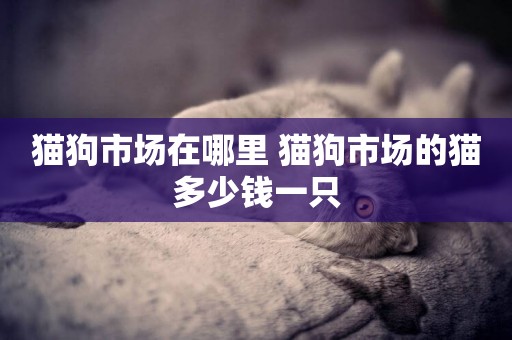 貓狗市場在哪里 貓狗市場的貓多少錢一只