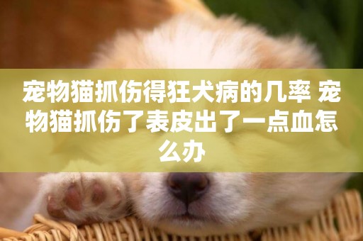 寵物貓抓傷得狂犬病的幾率 寵物貓抓傷了表皮出了一點血怎么辦