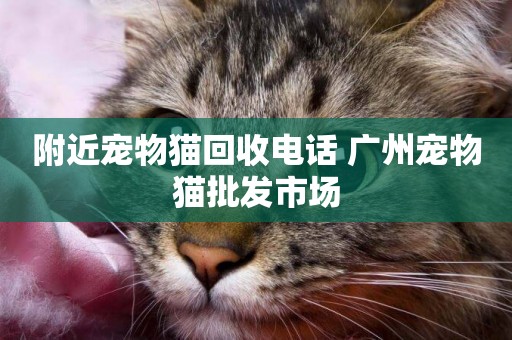 附近寵物貓回收電話 廣州寵物貓批發市場