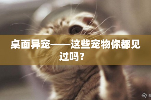 桌面異寵——這些寵物你都見過嗎？ 