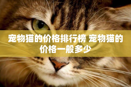 寵物貓的價格排行榜 寵物貓的價格一般多少