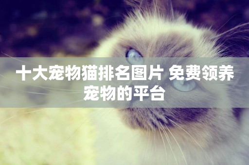 十大寵物貓排名圖片 免費領養寵物的平臺