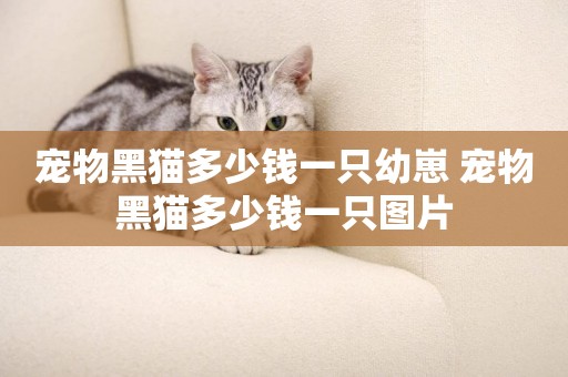 寵物黑貓多少錢一只幼崽 寵物黑貓多少錢一只圖片