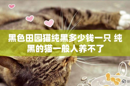 黑色田園貓純黑多少錢一只 純黑的貓一般人養不了