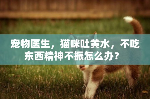 寵物醫生，貓咪吐黃水，不吃東西精神不振怎么辦？ 