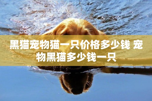 黑貓寵物貓一只價格多少錢 寵物黑貓多少錢一只