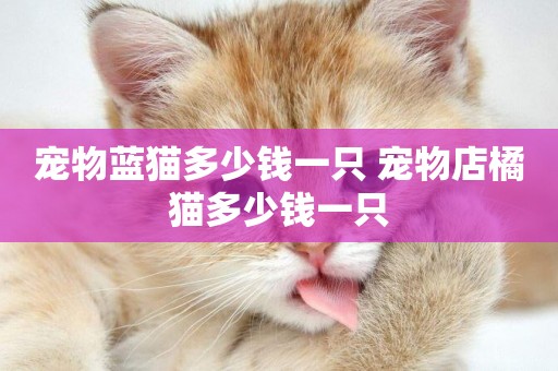 寵物藍貓多少錢一只 寵物店橘貓多少錢一只