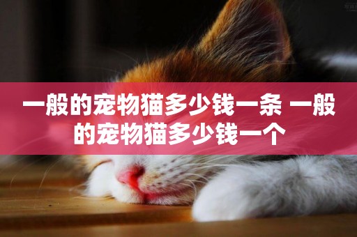一般的寵物貓多少錢一條 一般的寵物貓多少錢一個