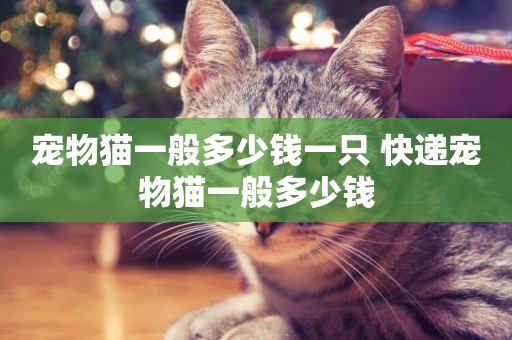 寵物貓一般多少錢一只 快遞寵物貓一般多少錢