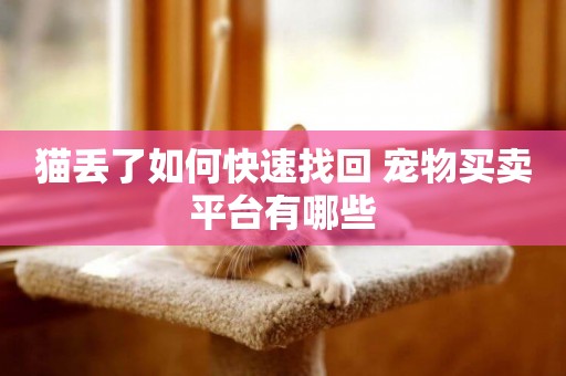 貓丟了如何快速找回 寵物買賣平臺有哪些