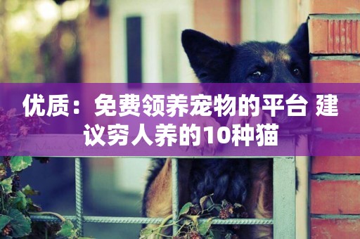 優質：免費領養寵物的平臺 建議窮人養的10種貓