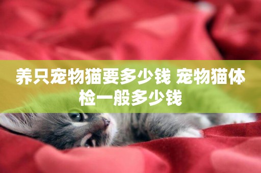 養只寵物貓要多少錢 寵物貓體檢一般多少錢