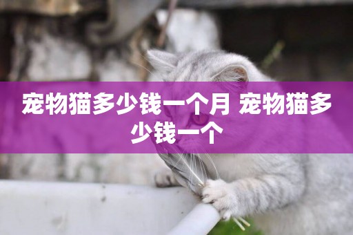 寵物貓多少錢一個月 寵物貓多少錢一個