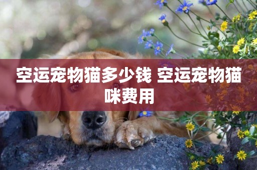 空運寵物貓多少錢 空運寵物貓咪費用