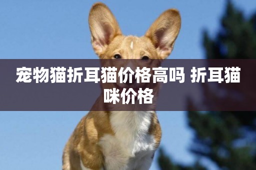 寵物貓折耳貓價格高嗎 折耳貓咪價格