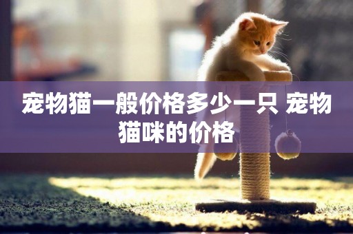 寵物貓一般價格多少一只 寵物貓咪的價格