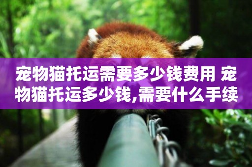 寵物貓托運需要多少錢費用 寵物貓托運多少錢,需要什么手續