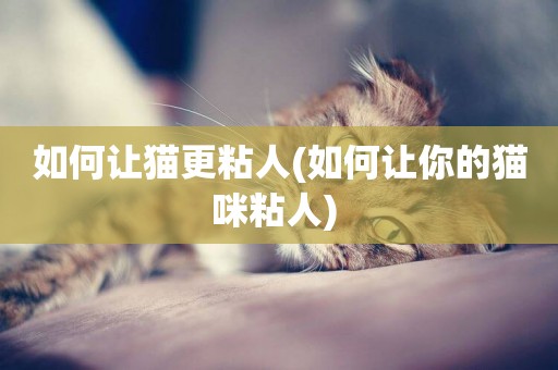 如何讓貓更粘人(如何讓你的貓咪粘人) 
