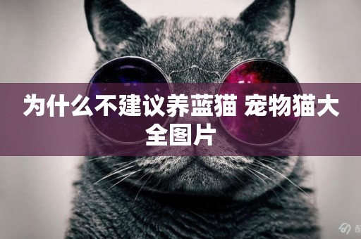 為什么不建議養藍貓 寵物貓大全圖片
