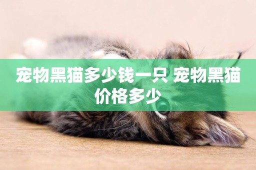 寵物黑貓多少錢一只 寵物黑貓價格多少