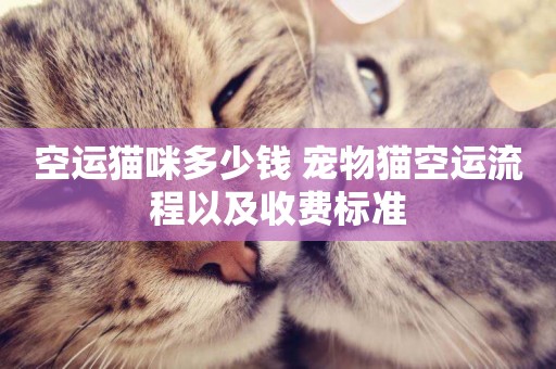 空運貓咪多少錢 寵物貓空運流程以及收費標準