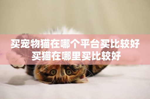 買寵物貓在哪個平臺買比較好 買貓在哪里買比較好