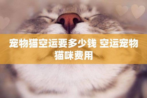 寵物貓空運要多少錢 空運寵物貓咪費用