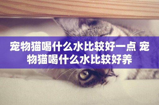 寵物貓喝什么水比較好一點 寵物貓喝什么水比較好養