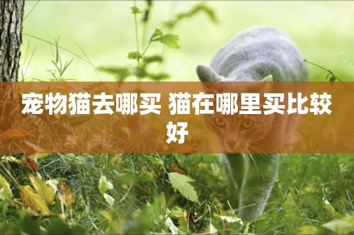 寵物貓去哪買 貓在哪里買比較好