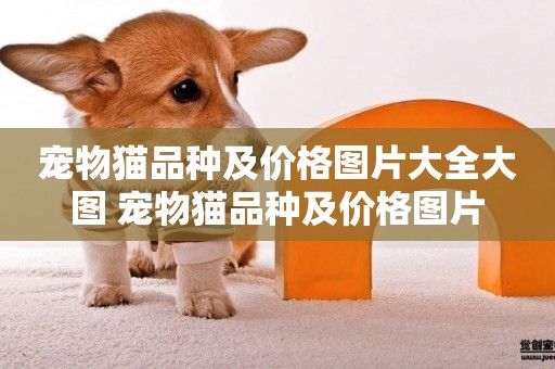 寵物貓品種及價格圖片大全大圖 寵物貓品種及價格圖片