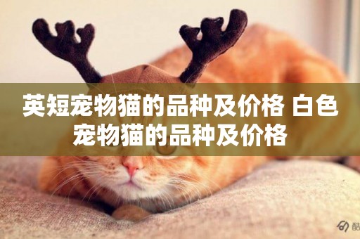 英短寵物貓的品種及價格 白色寵物貓的品種及價格