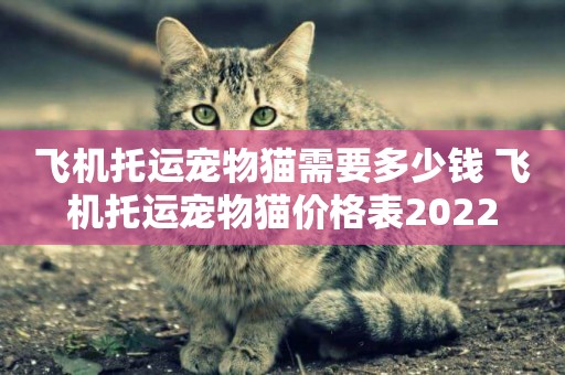 飛機托運寵物貓需要多少錢 飛機托運寵物貓價格表2022