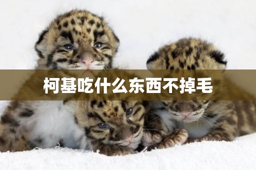 柯基吃什么東西不掉毛