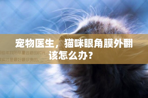 寵物醫生，貓咪眼角膜外翻該怎么辦？ 