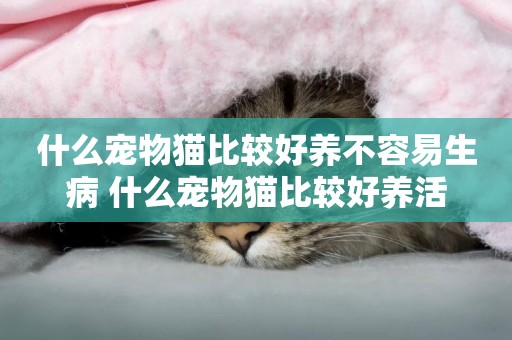 什么寵物貓比較好養不容易生病 什么寵物貓比較好養活