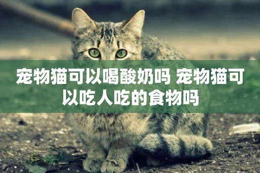 寵物貓可以喝酸奶嗎 寵物貓可以吃人吃的食物嗎