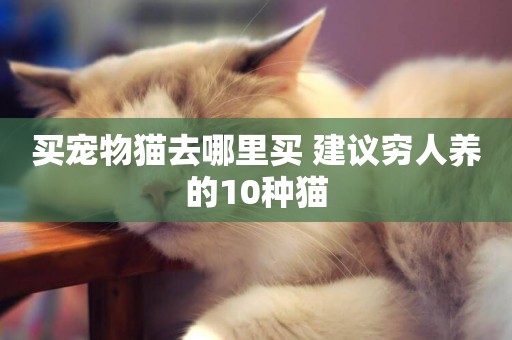 買寵物貓去哪里買 建議窮人養的10種貓