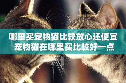 哪里買寵物貓比較放心還便宜 寵物貓在哪里買比較好一點