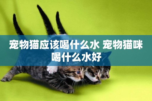 寵物貓應該喝什么水 寵物貓咪喝什么水好