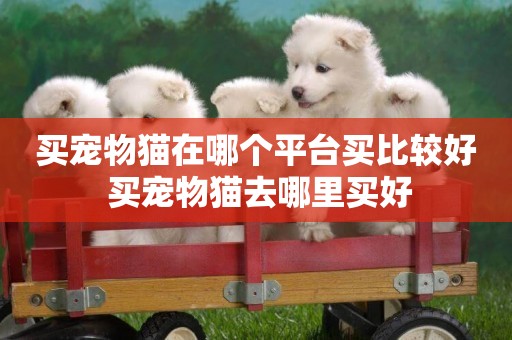 買寵物貓在哪個平臺買比較好 買寵物貓去哪里買好