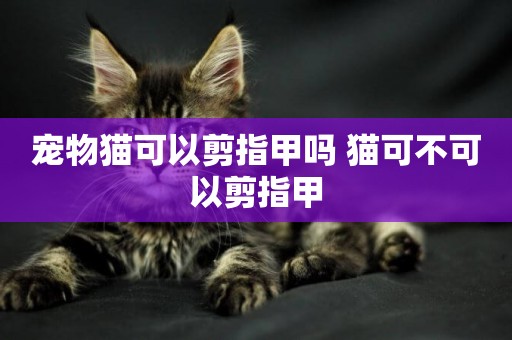 寵物貓可以剪指甲嗎 貓可不可以剪指甲