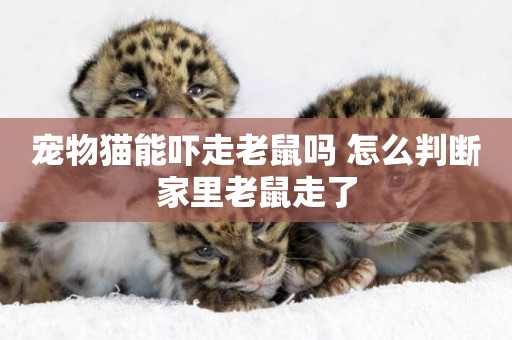 寵物貓能嚇走老鼠嗎 怎么判斷家里老鼠走了