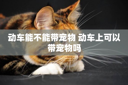 動車能不能帶寵物 動車上可以帶寵物嗎