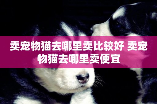 賣寵物貓去哪里賣比較好 賣寵物貓去哪里賣便宜