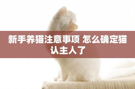 新手養貓注意事項 怎么確定貓認主人了