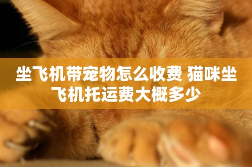 坐飛機帶寵物怎么收費 貓咪坐飛機托運費大概多少
