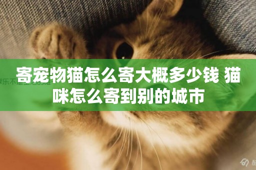 寄寵物貓怎么寄大概多少錢 貓咪怎么寄到別的城市